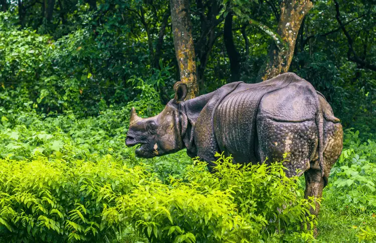 chitwan-national-parc