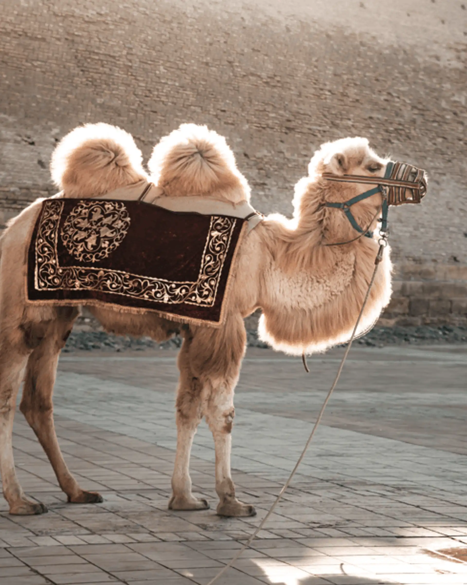 rencontre-chameau-ouzbekistan