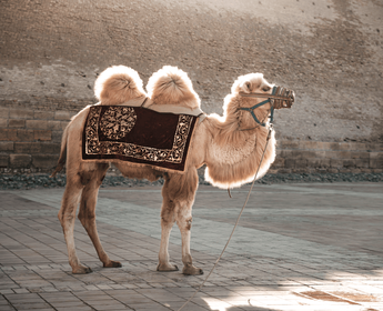 rencontre-chameau-ouzbekistan