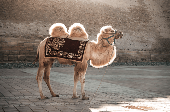 rencontre-chameau-ouzbekistan