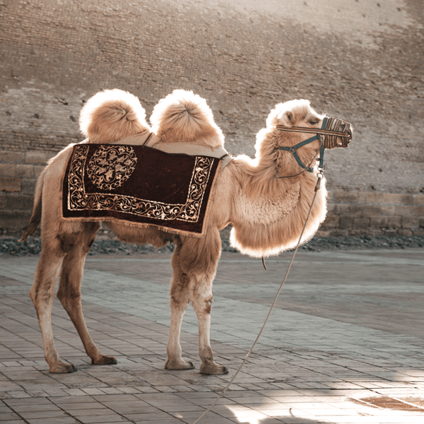 rencontre-chameau-ouzbekistan