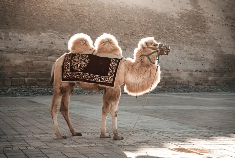 rencontre-chameau-ouzbekistan