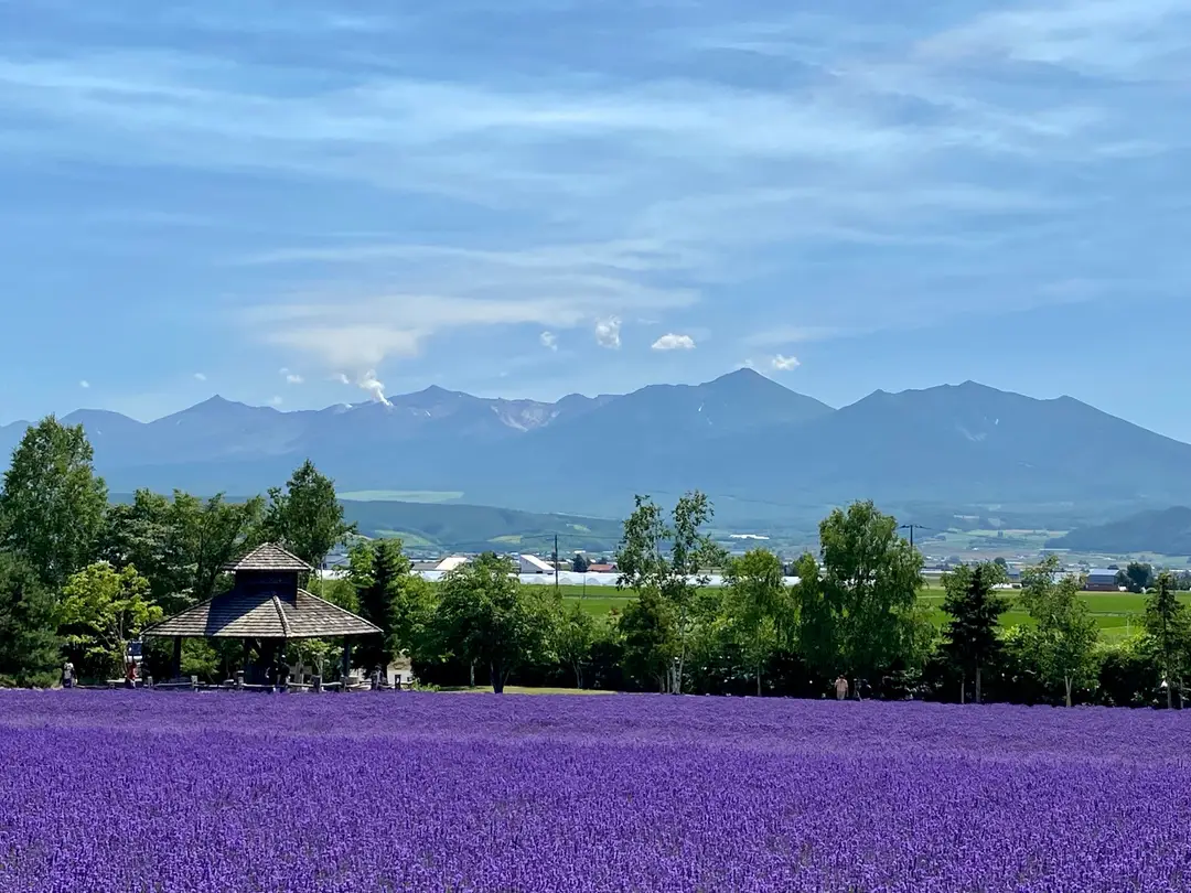 Champs de lavande vibrants à Nakafurano, Hokkaido avec un paysage montagneux pittoresque.jpg