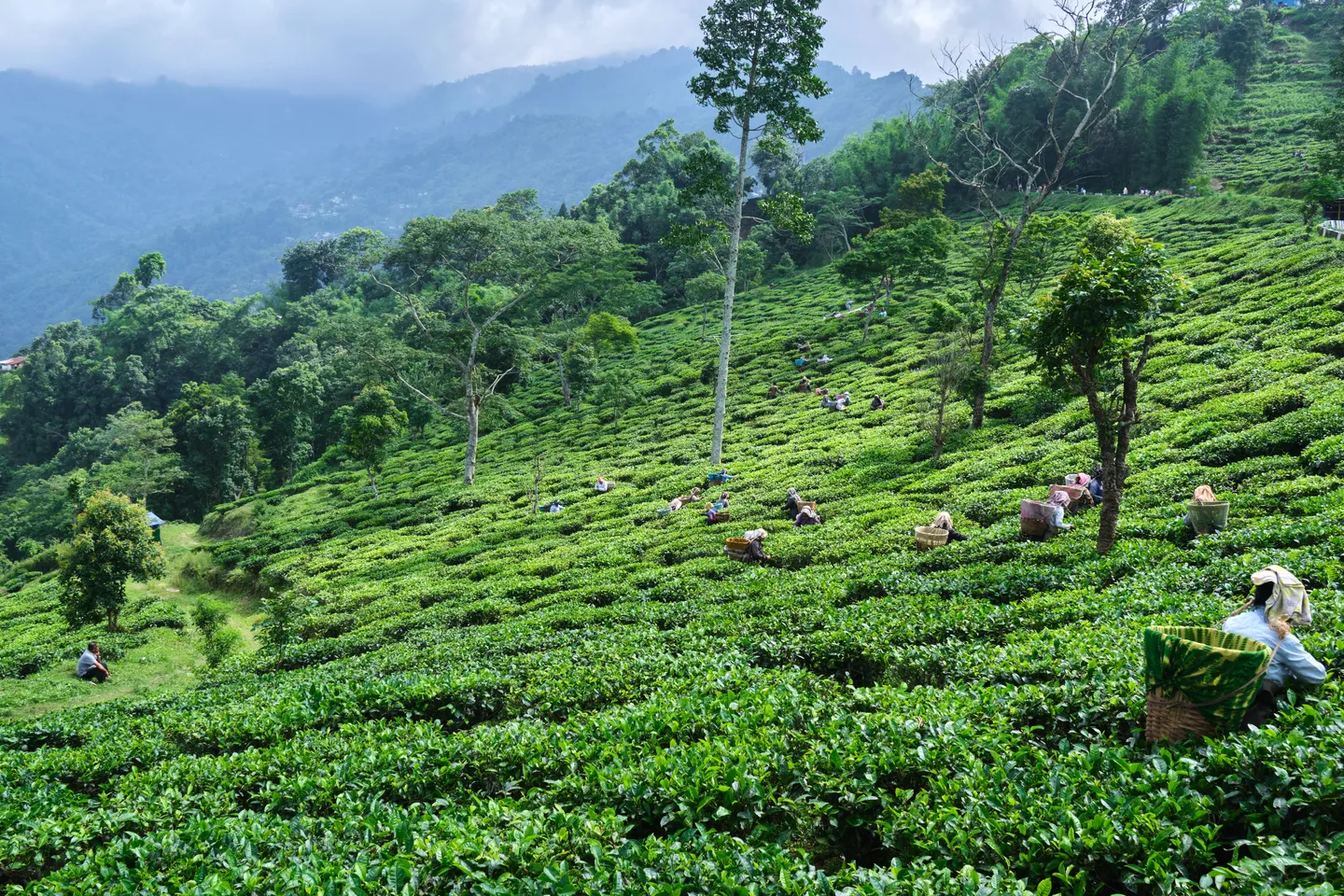 Darjeeling tea fields