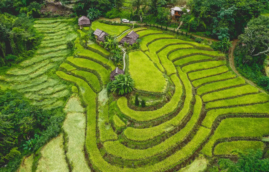 Chiang Mai Rice Field & Tradition - Local - 4 (2).png