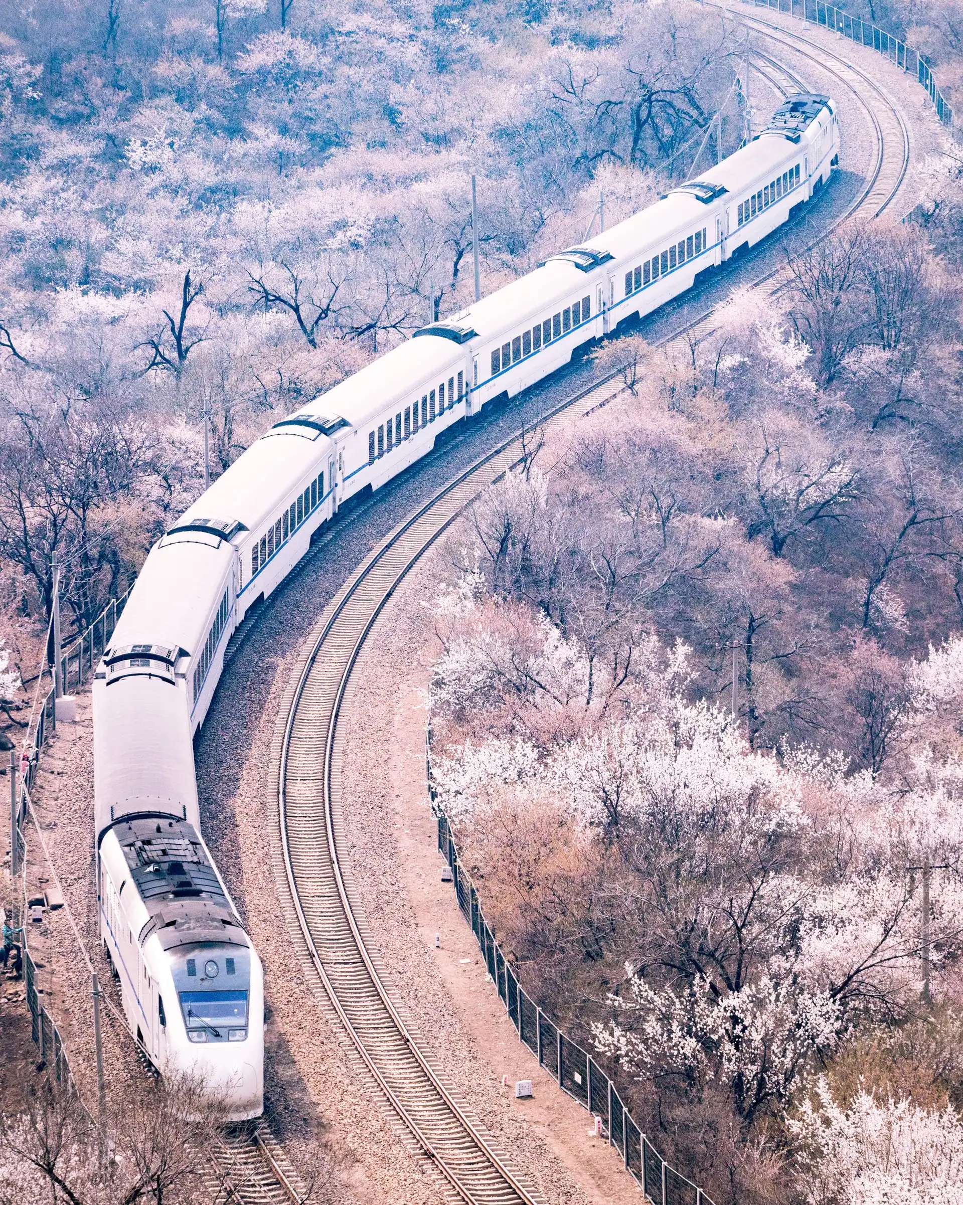 Voyage en Chine - Train et sakura près de Pékin