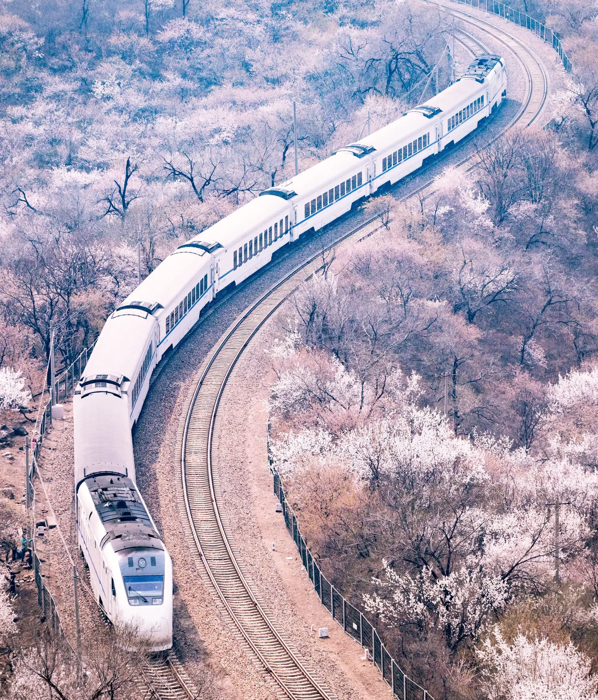 Voyage en Chine - Train et sakura près de Pékin