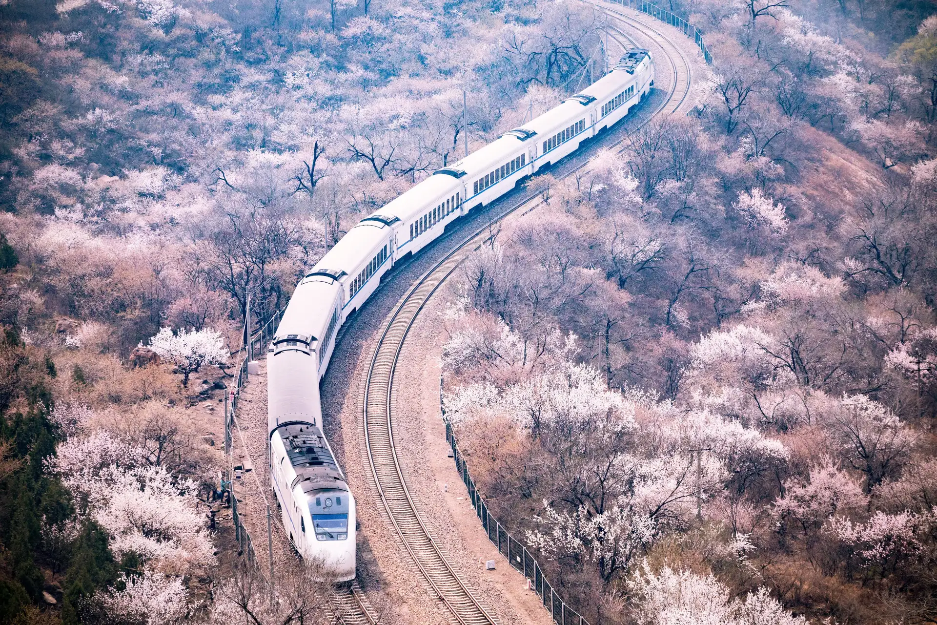 Voyage en Chine - Train et sakura près de Pékin