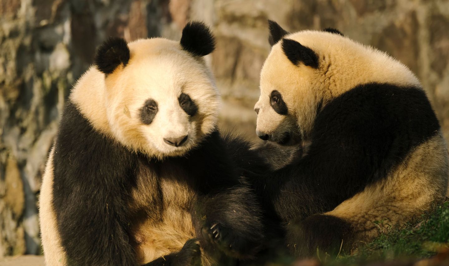 Voyage en Chine - Couple de panda Chengdu