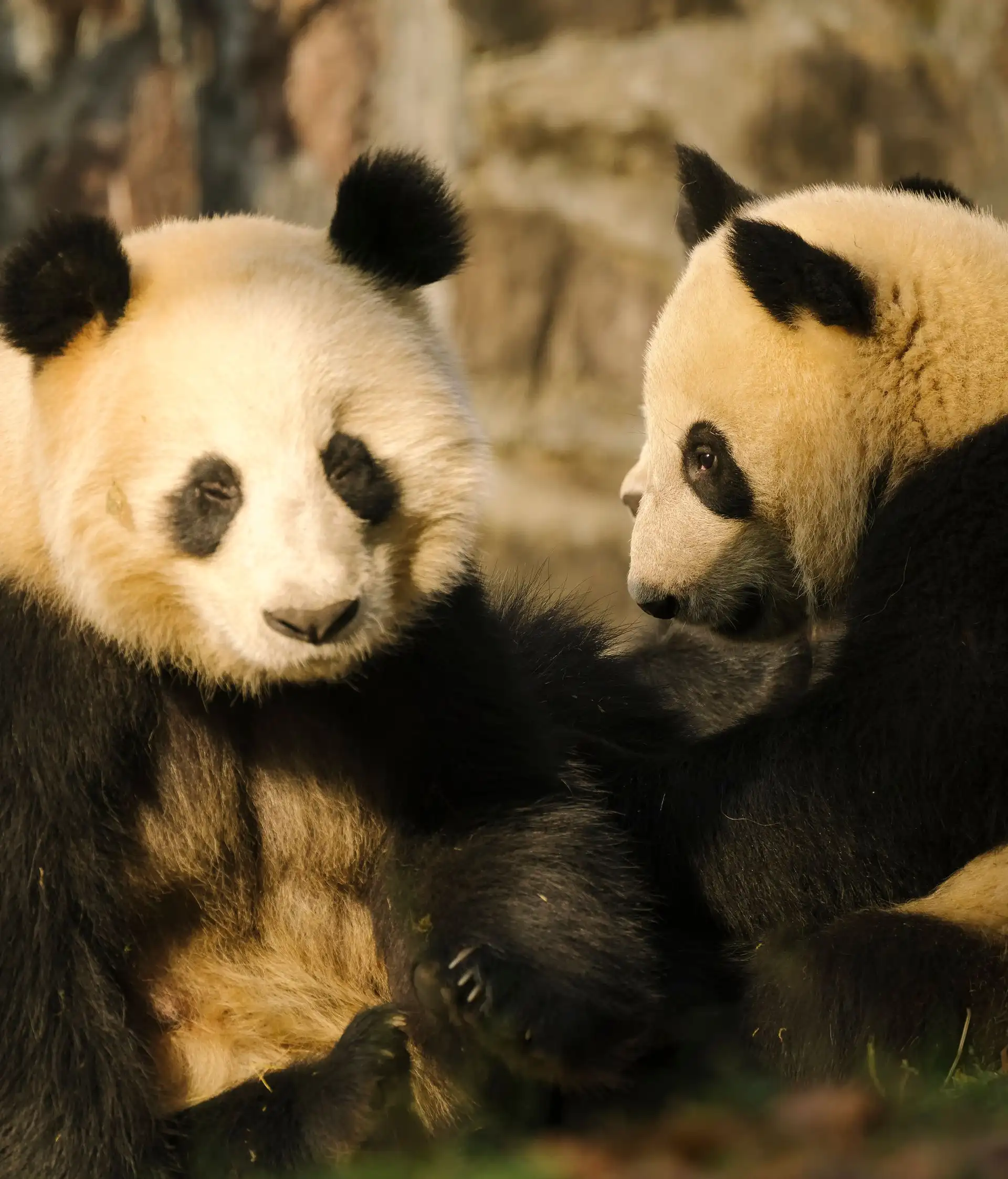 Voyage en Chine - Couple de panda Chengdu