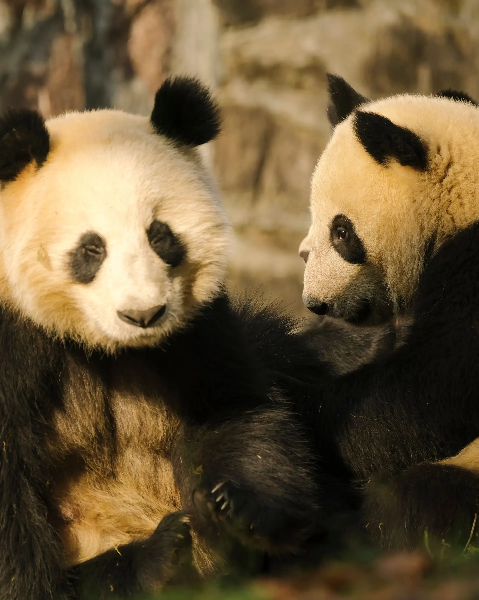 Voyage en Chine - Couple de panda Chengdu