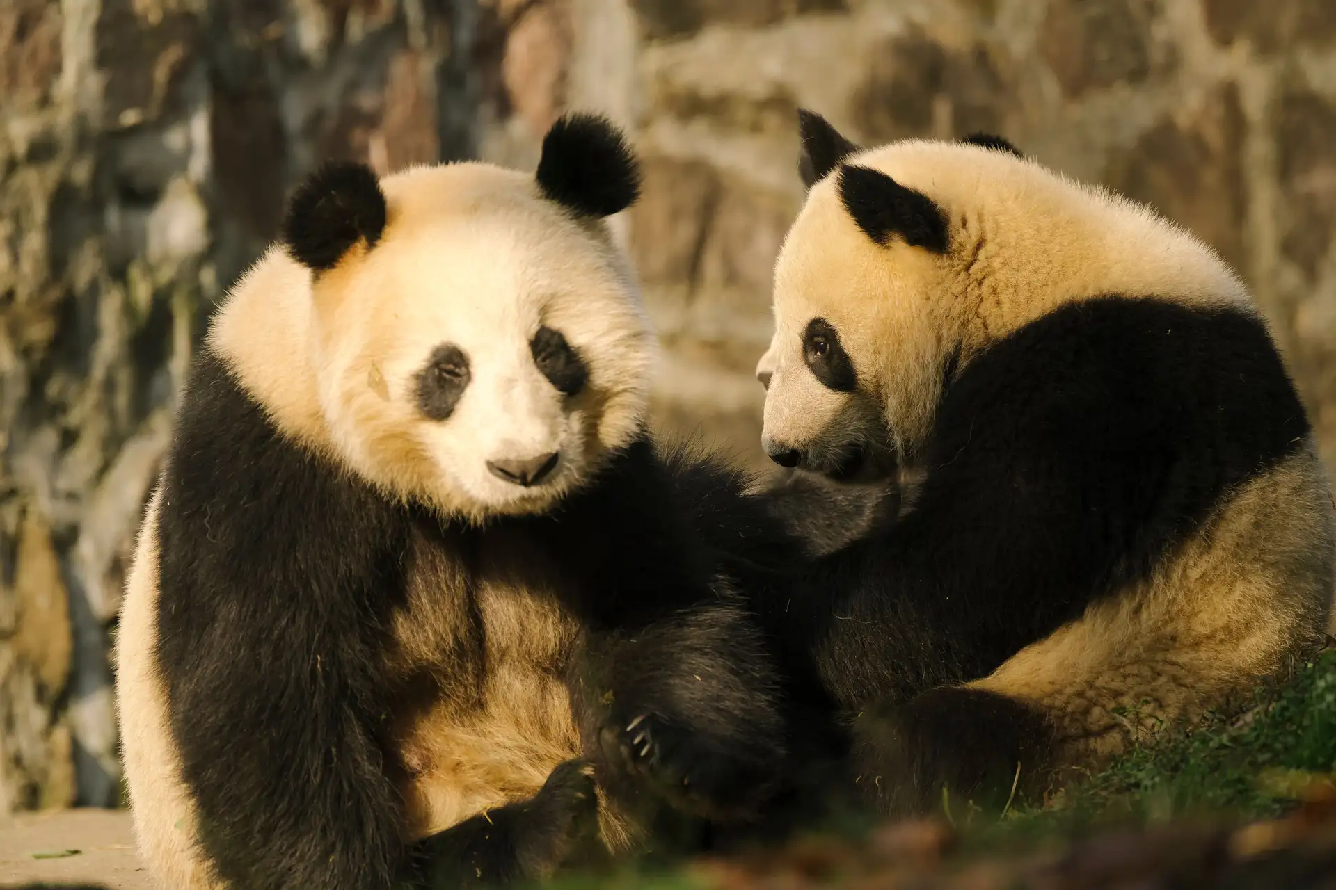 Voyage en Chine - Couple de panda Chengdu