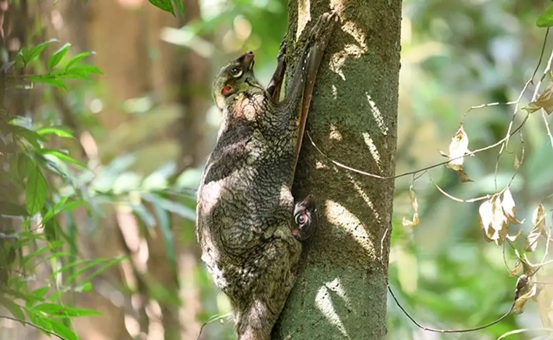 Colugo (ou lémur-volant).jpg