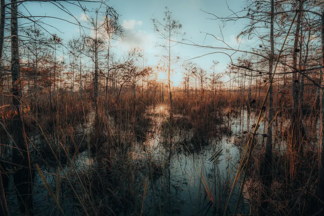 Coucher de soleil sur les zones humides du parc national des Everglades, en Floride.