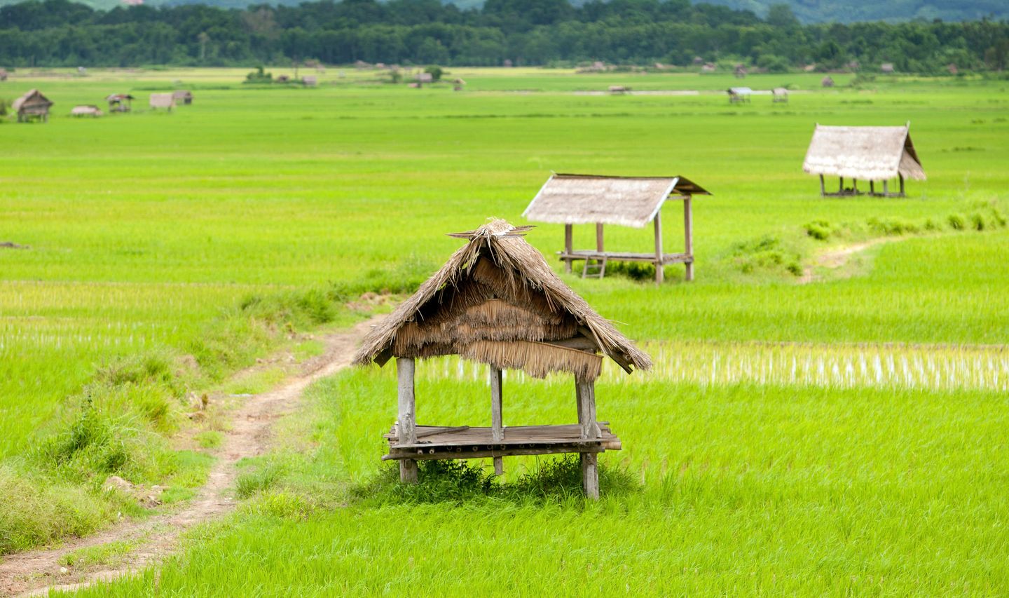 randonnee-laos-luang-nrice-field