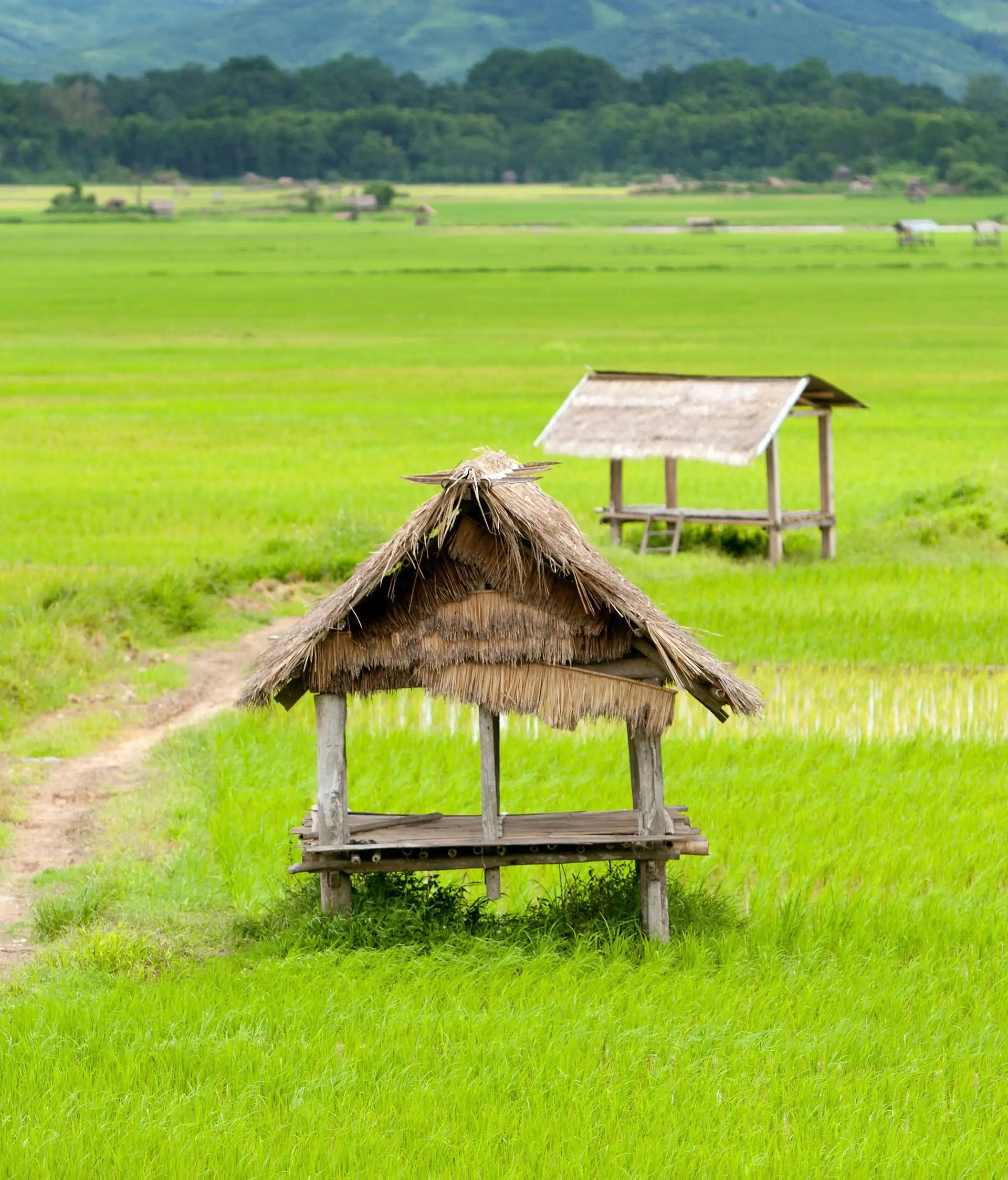 randonnee-laos-luang-nrice-field