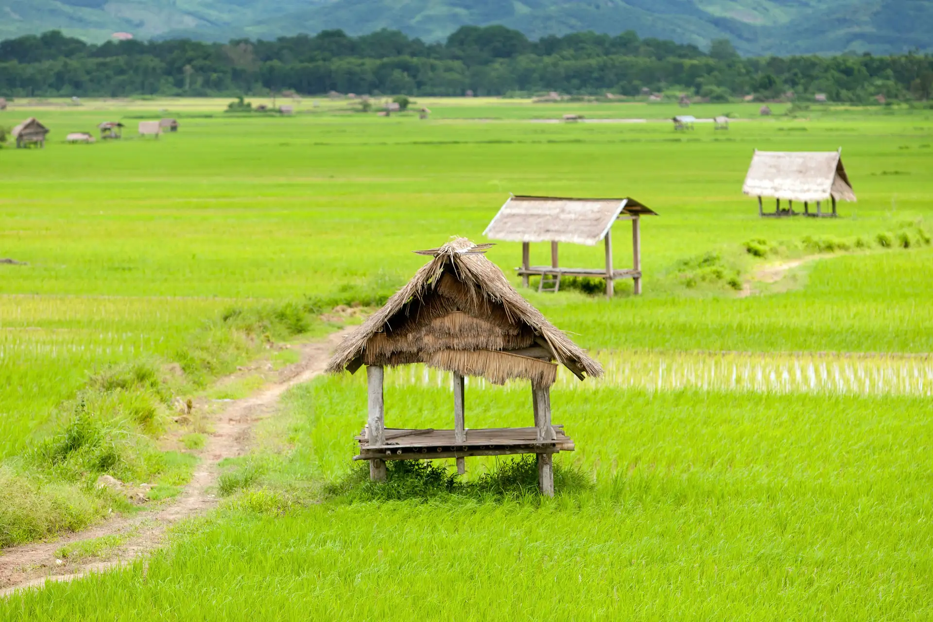 randonnee-laos-luang-nrice-field