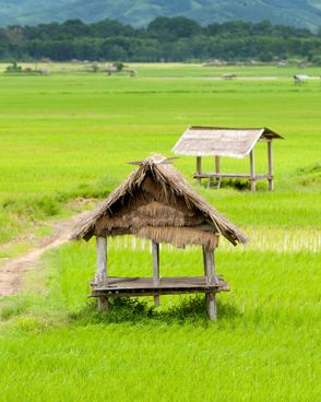 randonnee-laos-luang-nrice-field