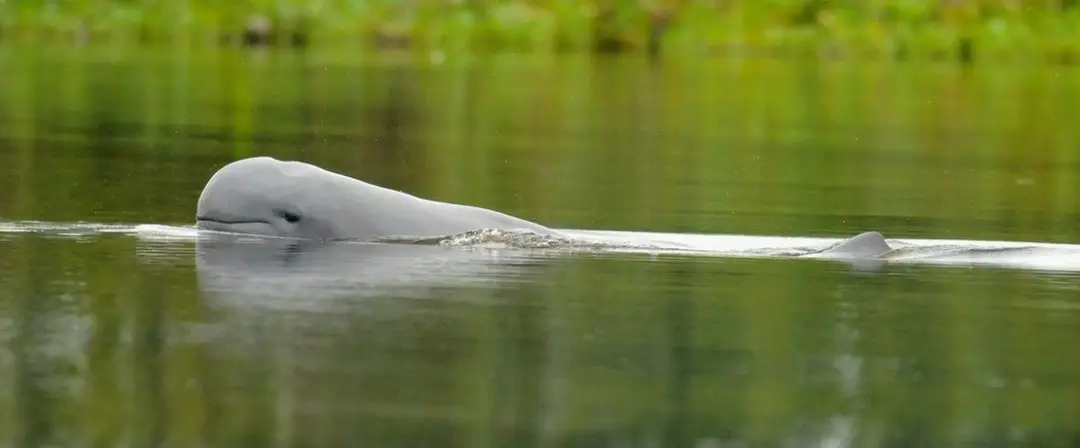 Dauphins d’Irrawaddy.jpg