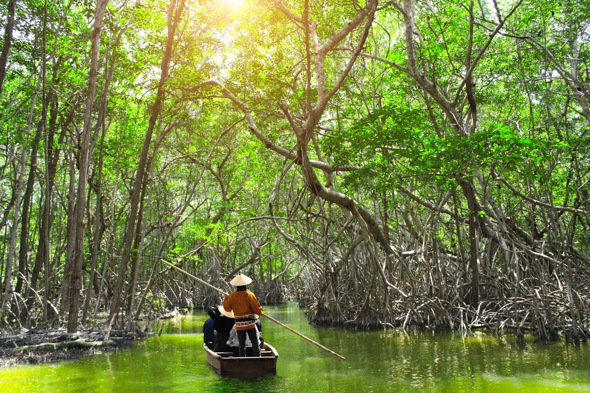 Végétation dense et racines caractéristiques des mangroves de Langkawi baignées par une lumière solaire chaleureuse.