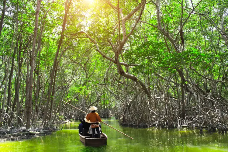 Végétation dense et racines caractéristiques des mangroves de Langkawi baignées par une lumière solaire chaleureuse.