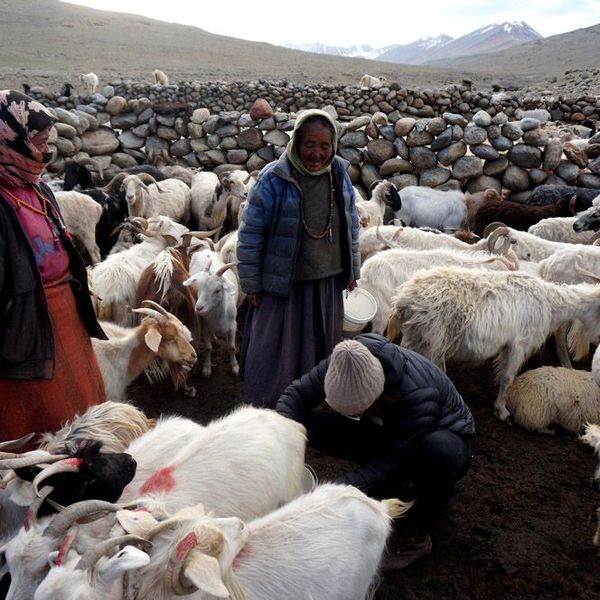 Voyage en Asie — Vallée himalayenne à Gyama Barma, troupeau de chèvres et yaks entre murets de pierre et pâturages maigres.