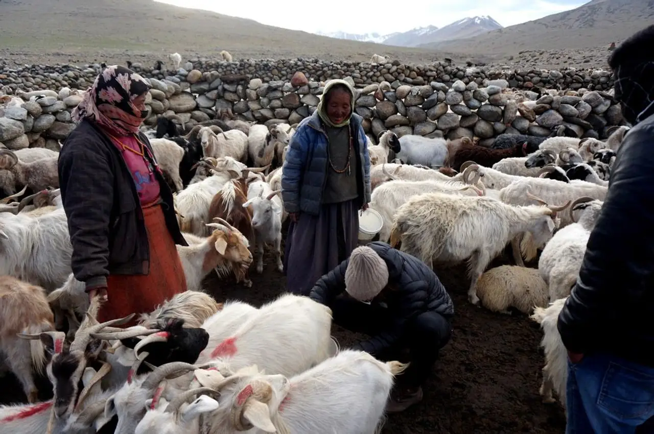 Voyage en Asie — Vallée himalayenne à Gyama Barma, troupeau de chèvres et yaks entre murets de pierre et pâturages maigres.