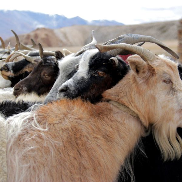 Voyage en Asie — Chèvre dans un paysage de haute montagne aride du Ladakh, représentant l’élevage traditionnel pour la laine de pashmina par les communautés nomades Changpa.