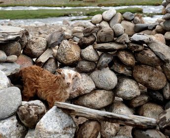 Voyage en Asie — Jeune chèvre au pelage roux et tête claire apparaissant entre les pierres d’un muret traditionnel du Ladakh, dans un paysage de montagne rustique.
