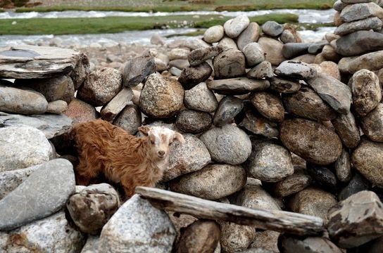 Voyage en Asie — Jeune chèvre au pelage roux et tête claire apparaissant entre les pierres d’un muret traditionnel du Ladakh, dans un paysage de montagne rustique.