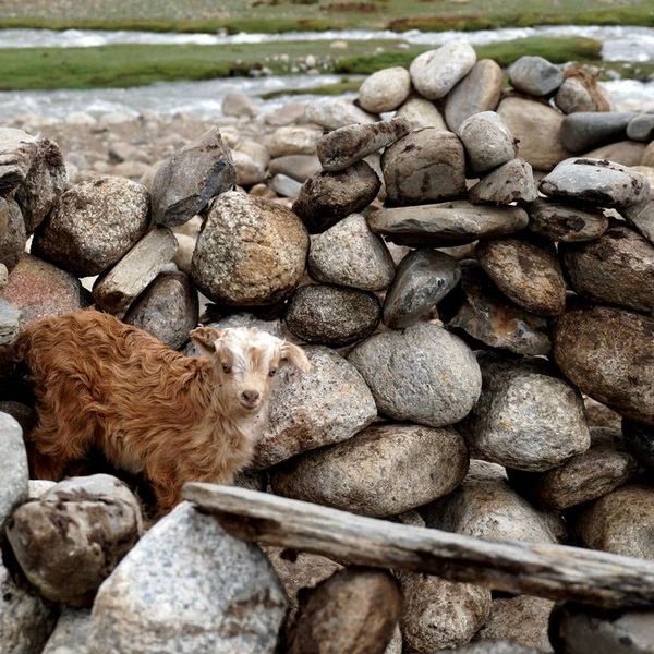 Voyage en Asie — Jeune chèvre au pelage roux et tête claire apparaissant entre les pierres d’un muret traditionnel du Ladakh, dans un paysage de montagne rustique.