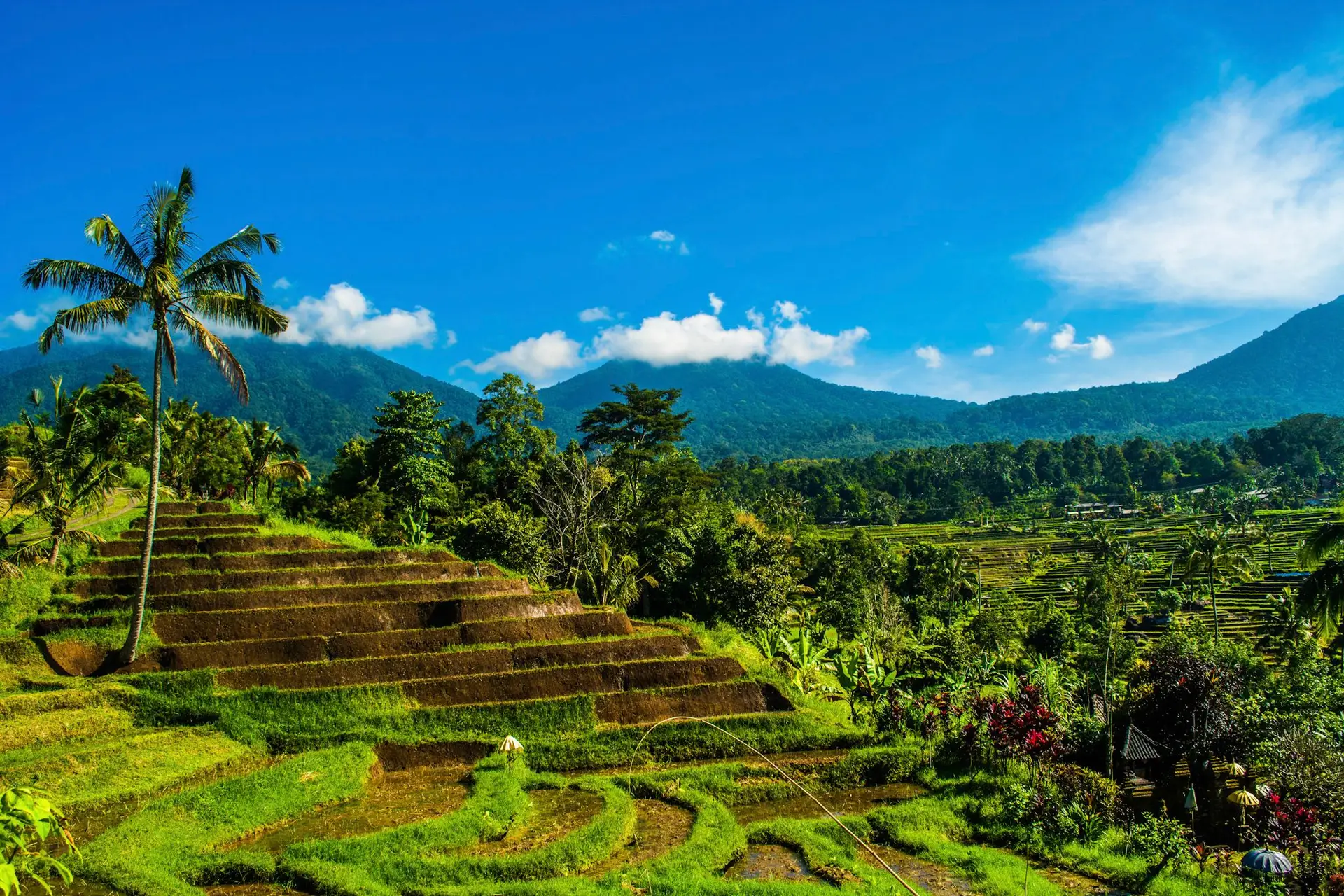De magnifiques rizières en terrasses verdoyantes parsemées de grands cocotiers, s'étendant à perte de vue sous un ciel bleu dégagé dans la région d'Ubud à Bali.