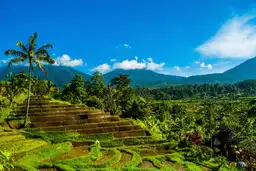 De magnifiques rizières en terrasses verdoyantes parsemées de grands cocotiers, s'étendant à perte de vue sous un ciel bleu dégagé dans la région d'Ubud à Bali.