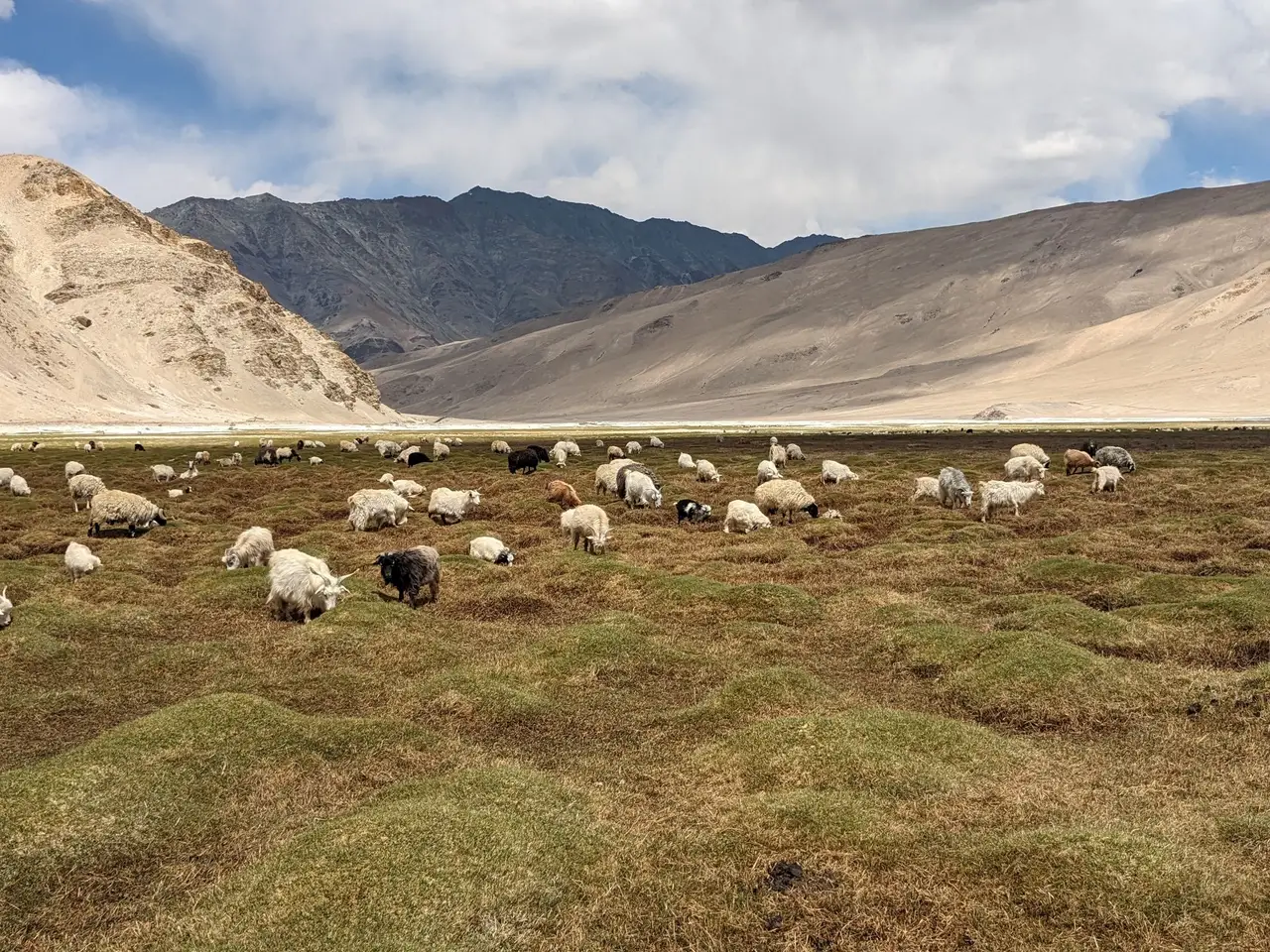 Voyage en Asie — Grand troupeau de moutons et chèvres paissant dans une vaste plaine herbeuse au pied des montagnes arides de Rumtse–Kyamar, sous un ciel bleu lumineux du Ladakh.