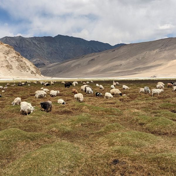 Voyage en Asie — Grand troupeau de moutons et chèvres paissant dans une vaste plaine herbeuse au pied des montagnes arides de Rumtse–Kyamar, sous un ciel bleu lumineux du Ladakh.