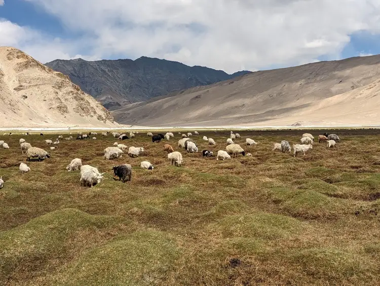 Voyage en Asie — Grand troupeau de moutons et chèvres paissant dans une vaste plaine herbeuse au pied des montagnes arides de Rumtse–Kyamar, sous un ciel bleu lumineux du Ladakh.