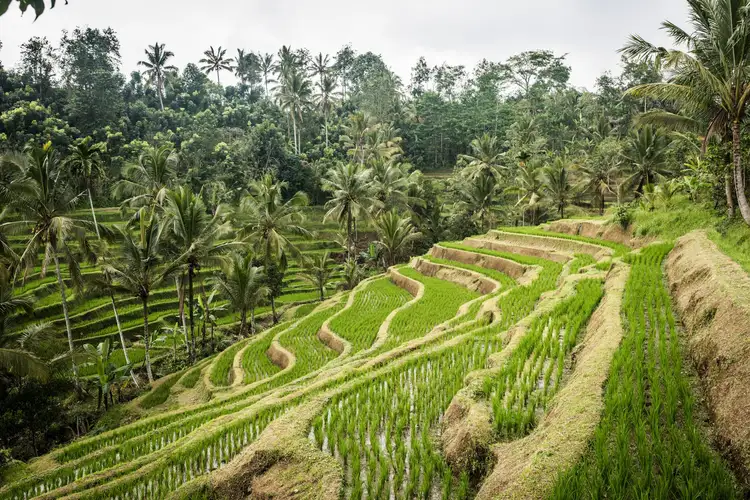 Vue panoramique sur des rizières en terrasses verdoyantes d'Ubud sculptées à flanc de colline et entourées d'une forêt de palmiers tropicaux sous un ciel couvert.
