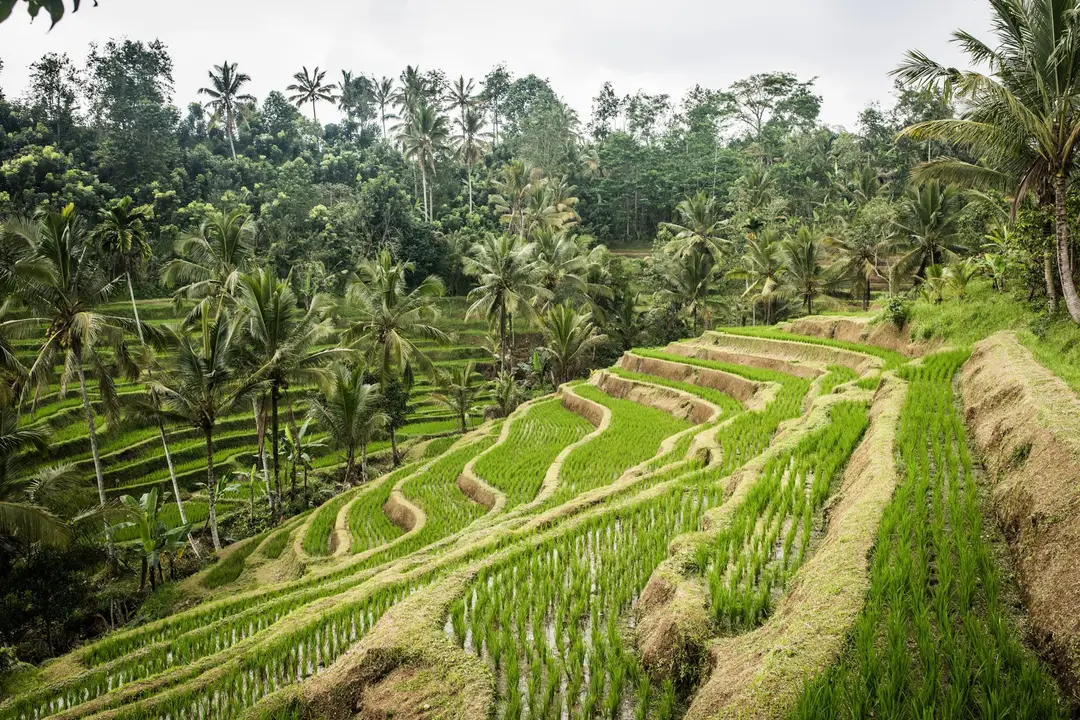 Vue panoramique sur des rizières en terrasses verdoyantes d'Ubud sculptées à flanc de colline et entourées d'une forêt de palmiers tropicaux sous un ciel couvert.