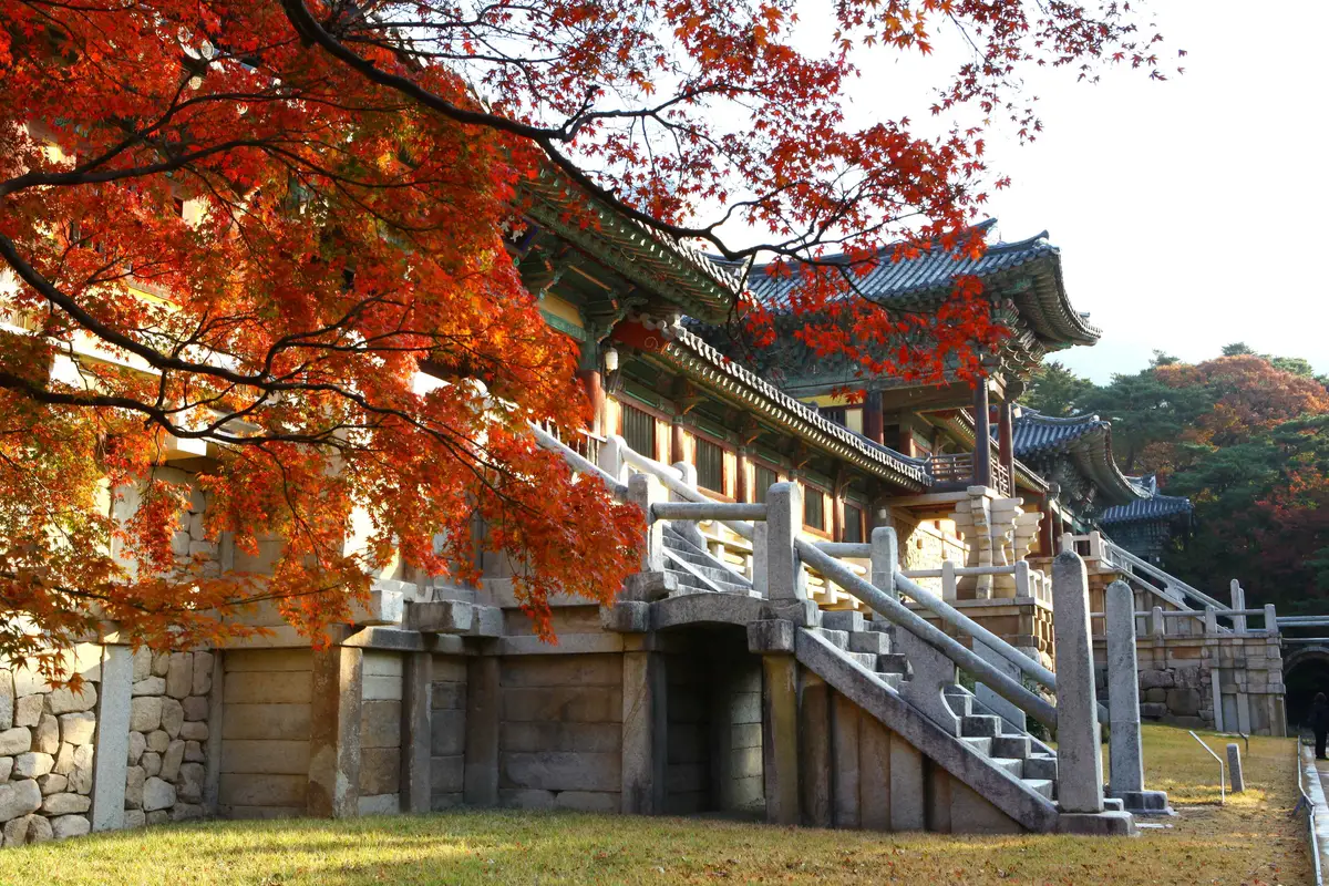 Les pavillons traditionnels en bois et les terrasses en pierre du temple Bulguksa encadrés par les feuilles rouges d'un érable d'automne à Gyeongju.