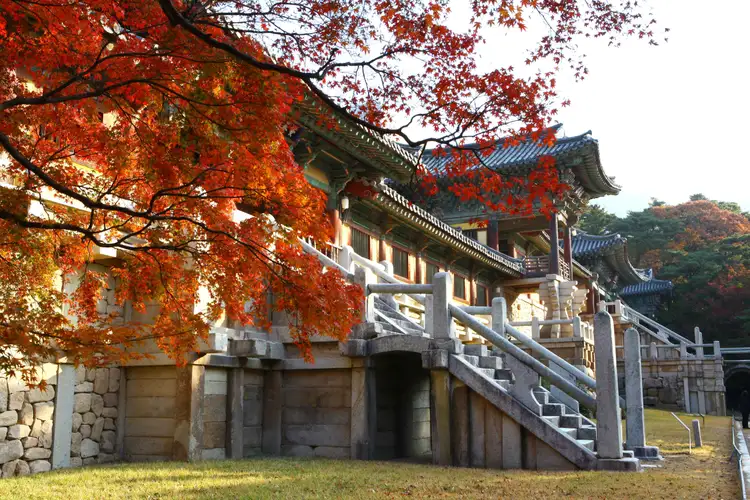 Les pavillons traditionnels en bois et les terrasses en pierre du temple Bulguksa encadrés par les feuilles rouges d'un érable d'automne à Gyeongju.