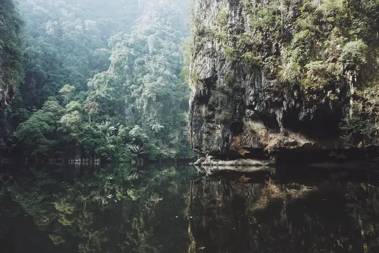 Végétation tropicale luxuriante et paisible, cadre idéal pour une pratique de bain de forêt en Malaisie.