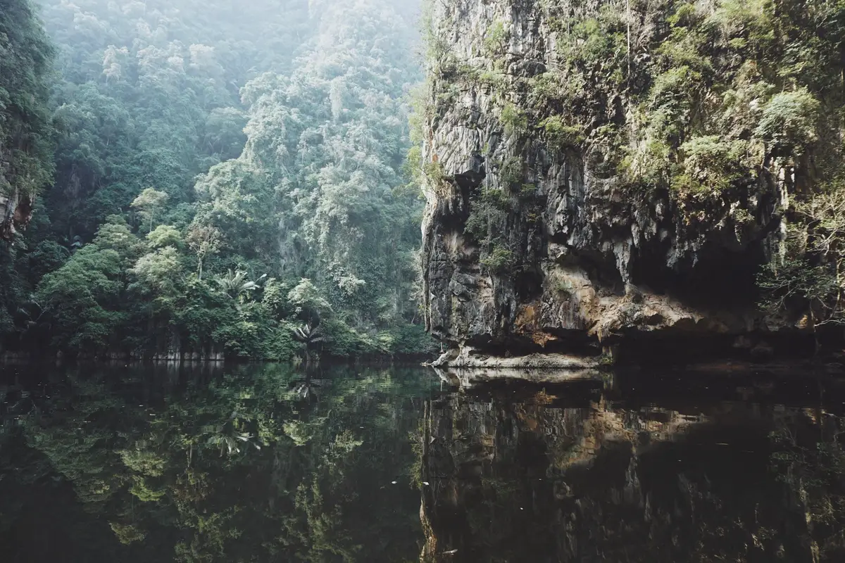 Végétation tropicale luxuriante et paisible, cadre idéal pour une pratique de bain de forêt en Malaisie.