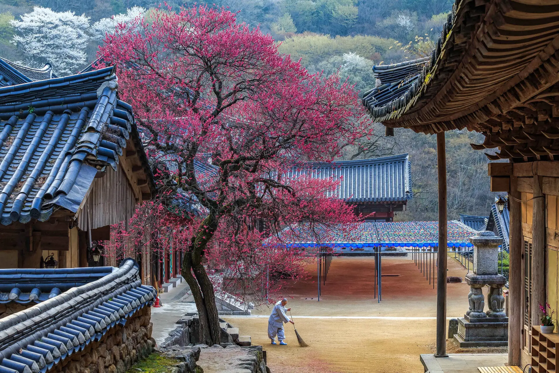 Les toits traditionnels en tuiles d'un temple bouddhiste encadrant un cerisier en fleurs rose vibrant au printemps en Corée du Sud.
