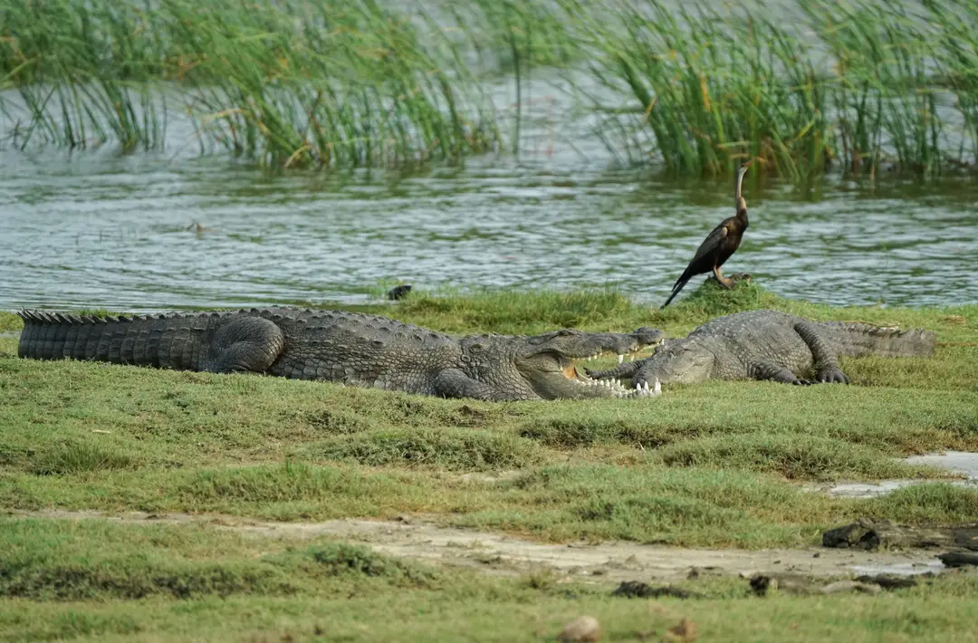 Des crocodiles et un serpent-oiseau près d'un plan d'eau dans le parc national de Yala, Sri Lanka