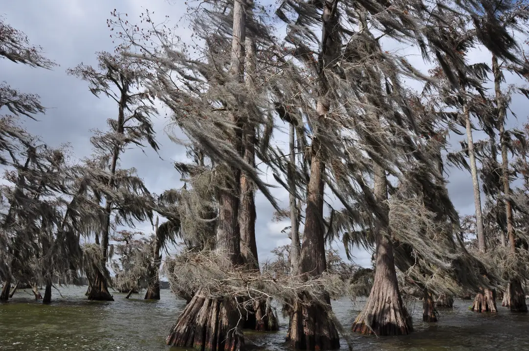 Cyprès couverts de mousse dans un marais de Louisiane.