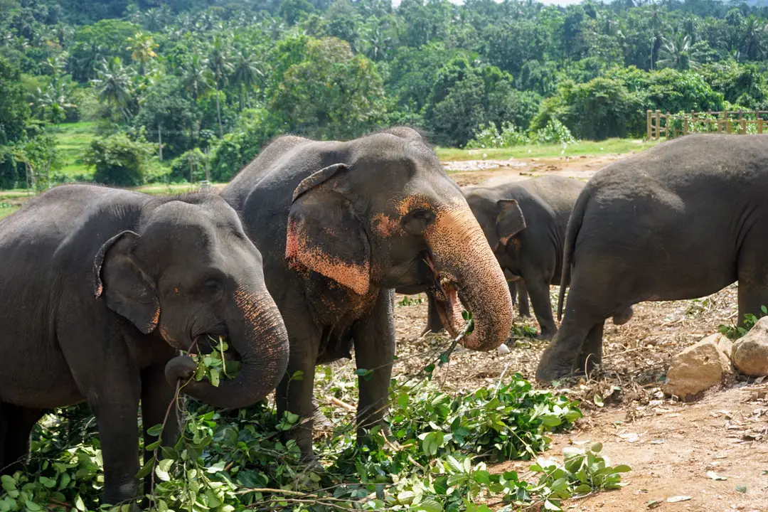 Des éléphants mangent des feuilles au Sri Lanka