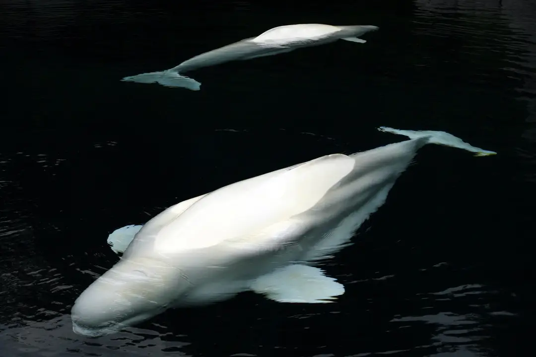 Deux bélugas nageant sous l'eau à Churchill, au Manitoba