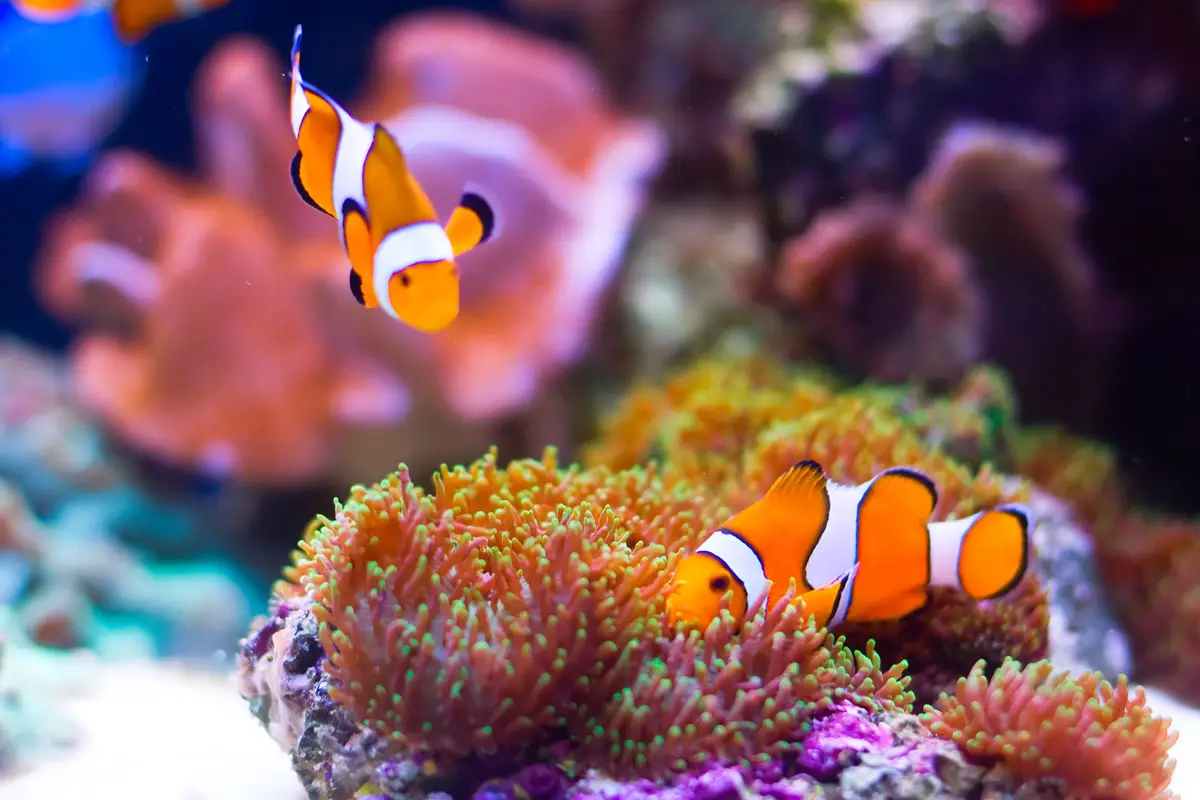 Voyage en Asie — Poissons-clowns évoluant au-dessus des anémones dans les eaux des îles Andaman en Inde, une immersion marine guidée par notre expertise locale — Shanti Travel