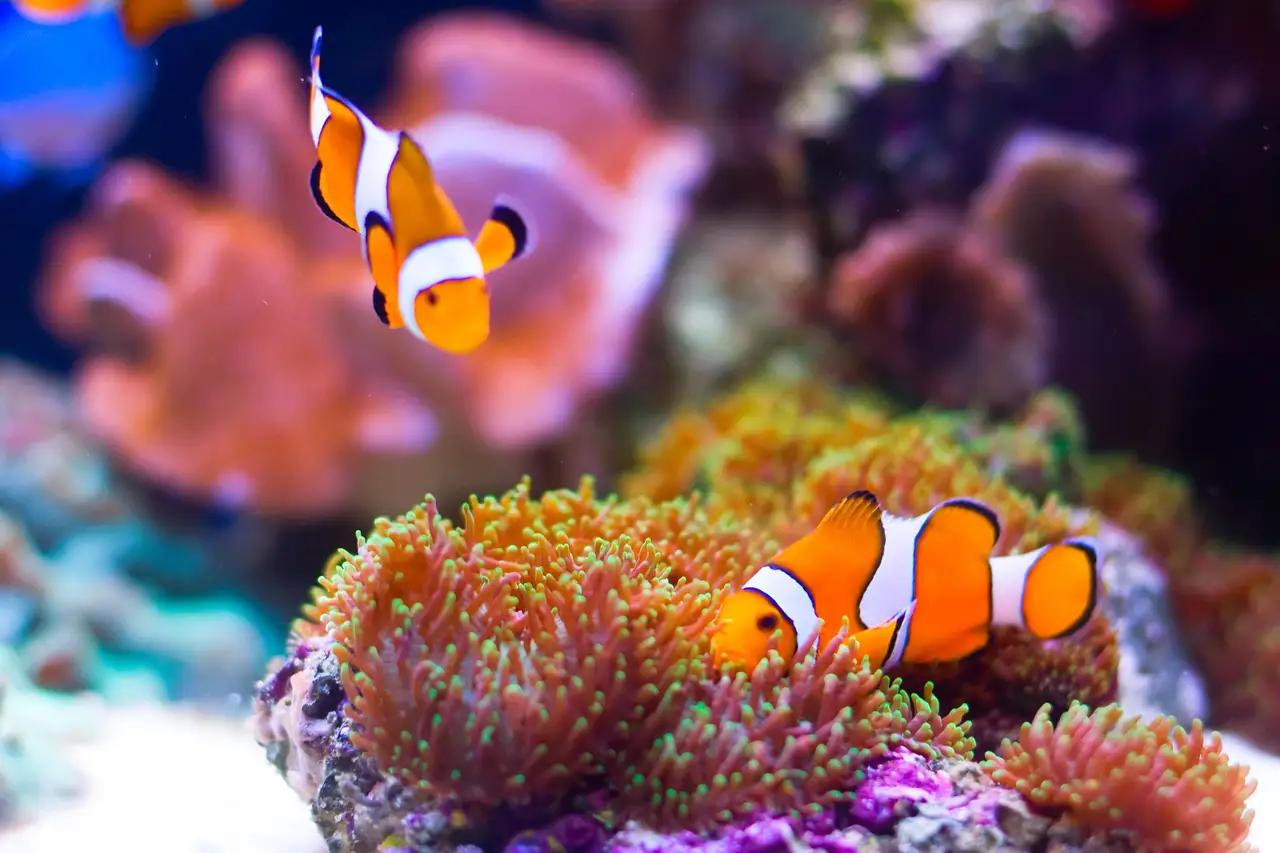 Voyage en Asie — Poissons-clowns évoluant au-dessus des anémones dans les eaux des îles Andaman en Inde, une immersion marine guidée par notre expertise locale — Shanti Travel