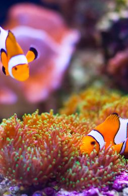 Voyage en Asie — Poissons-clowns évoluant au-dessus des anémones dans les eaux des îles Andaman en Inde, une immersion marine guidée par notre expertise locale — Shanti Travel
